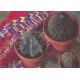 WATERMARK GREETING CARD CACTUS & GUATEMALAN CLOTH